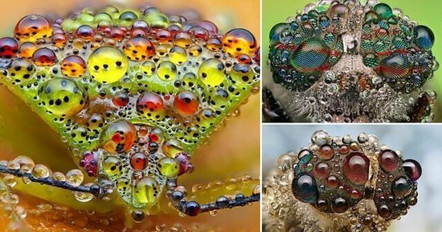 Жизнь насекомых: удивительные макрофотографии Александра Метта