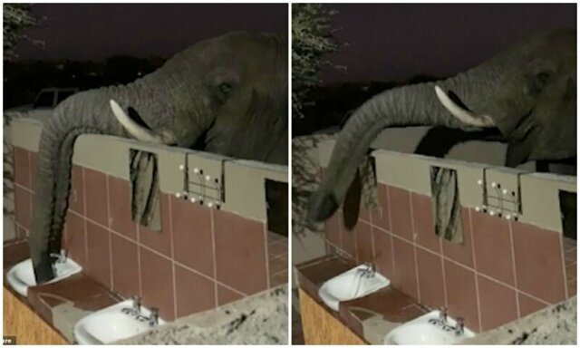 Утомленный жаждой слон пришел к туристам в душевую