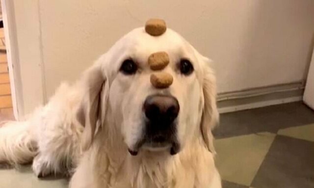 Циркачам и не снилось: ретривер демонстрирует чудеса дрессировки