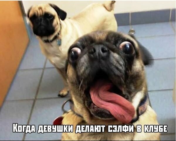 Прикольные и смешные картинки
