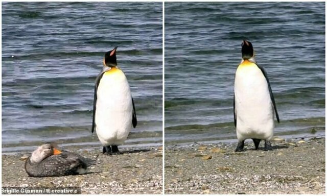 Туристы Фолклендских островов засняли забавную реакцию пингвина на утку