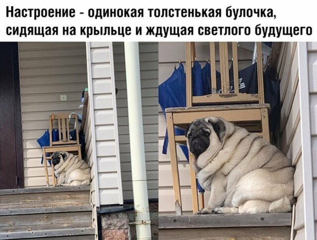 Прикольные и смешные картинки