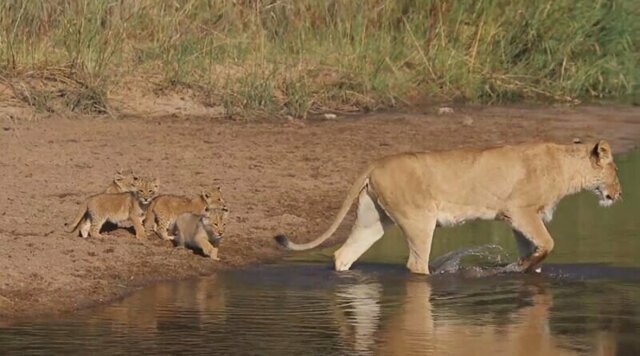 Милое видео с переходом семейства львов через неглубокую реку