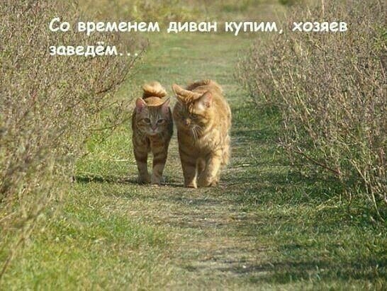 Смешные картинки