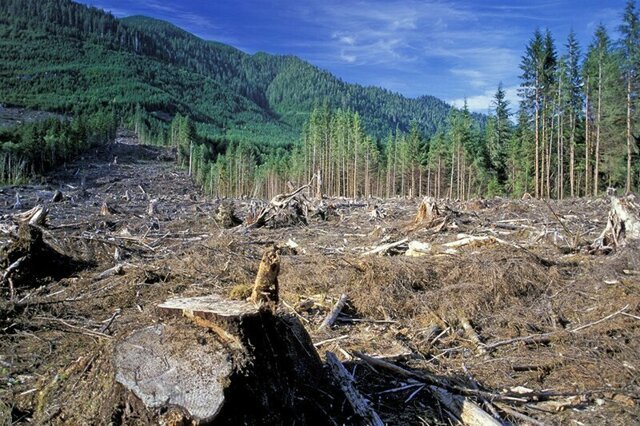 Россия может полностью запретить продавать лес в Китай
