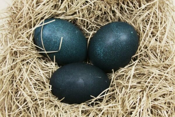 Фермер нашел странные яйца – вот, что вылупилось