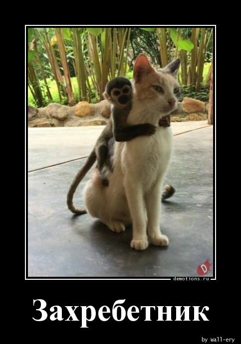 76241565933806-zahrebetnik-demotions-ru.