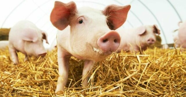 Людям могут начать пересаживать сердца свиней уже через 3 года
