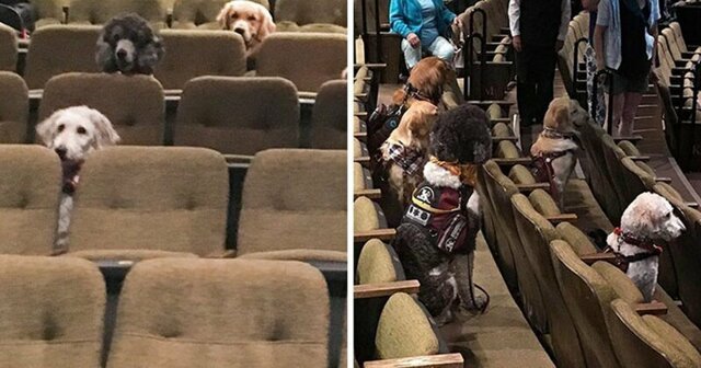 Служебных собак привели в театр на спецзадание