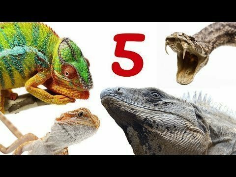 5 рептилий, переживших динозавров