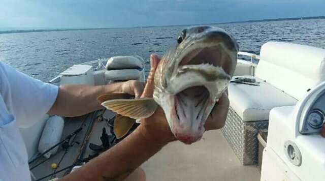 На озере в Нью-Йорке женщина поймала рыбу с двумя пастями