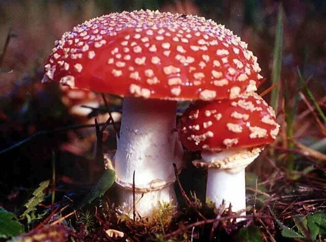 Как грибы убивают людей: состав ядов, симптомы и антидоты