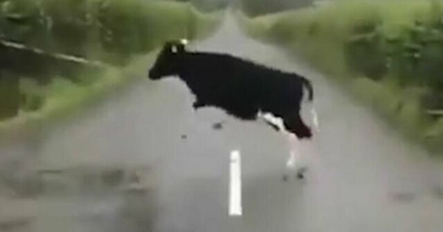 Прыгающие коровы покорили Интернет