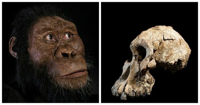 Ученые показали лицо древнейшего предка человека, жившего более 4 млн лет назад