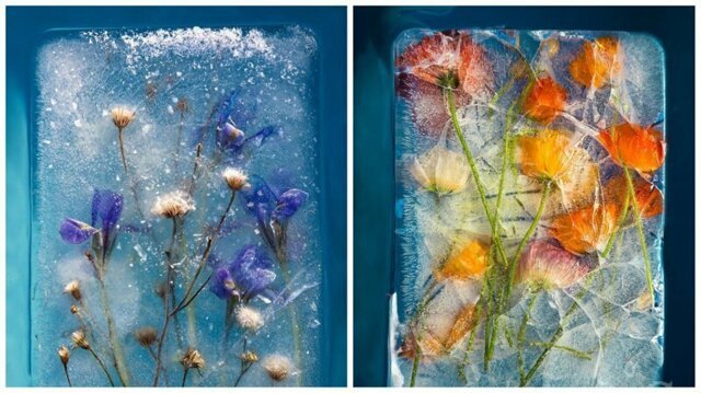 Застывшая красота: 25 удивительных композиций из цветов и льда