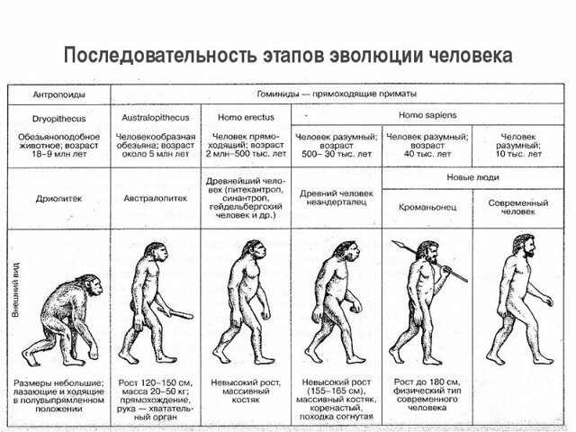 Загадка эволюции человека