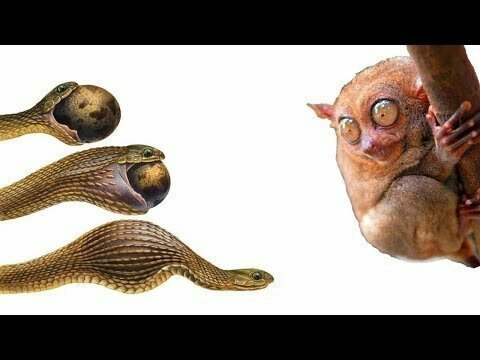Как змея глотает яйца