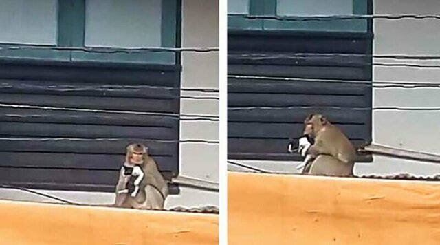 В Таиланде обезьяна выкрала котёнка и держала его в качестве заложника
