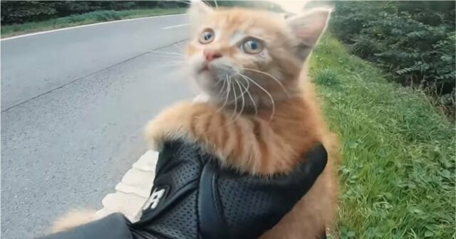 Спасение выбежавшего на дорогу котенка