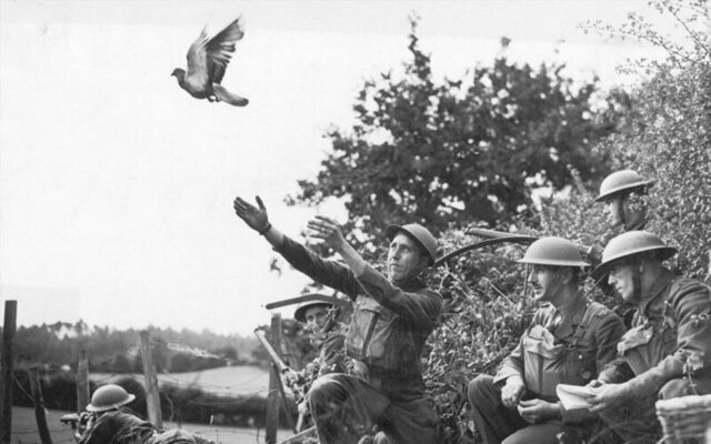 Почему почтовые голуби летят в нужное место