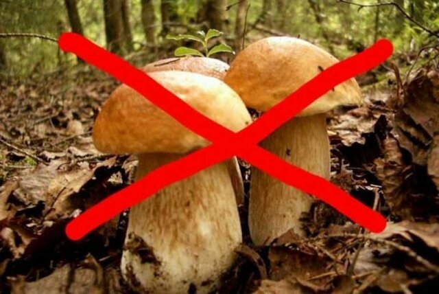 Почему народы Севера не употребляют в пищу грибы?