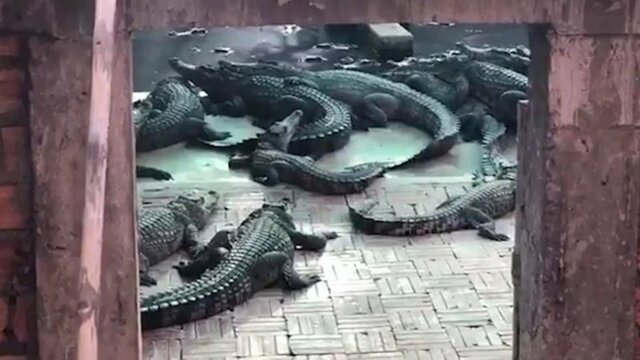 Рептилии сожрали дочь хозяина крокодиловой фермы