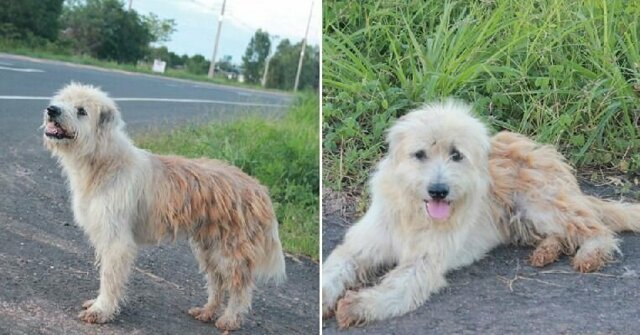 Новый Хатико: собака четыре года прождала хозяев на трассе