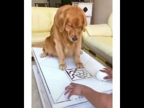 Пес разгневался, обнаружив, что хозяин дурил его в игре в наперстки