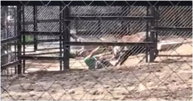 Олень напал на сотрудника сахалинского зоопарка
