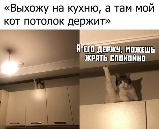 Прикольные и смешные картинки