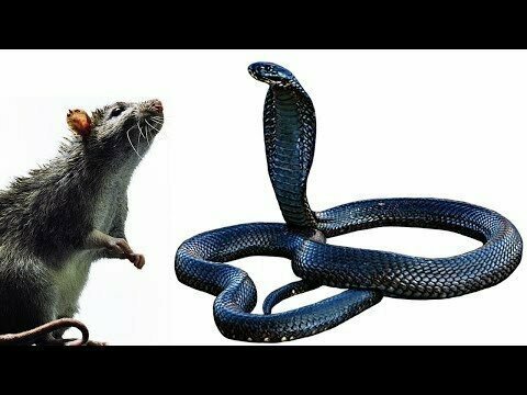 Как кобра охотится на крысу