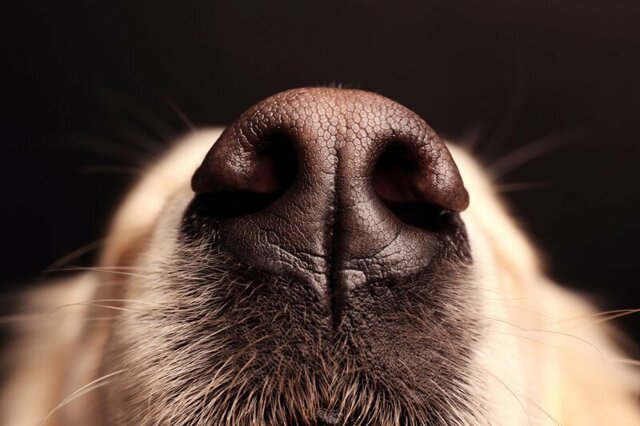Почему у собак бывает сухой нос: причины и способы устранения