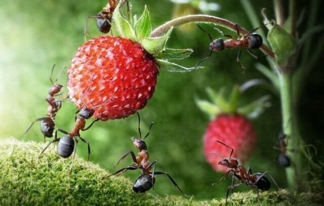 Невероятные факты о муравьях