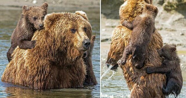 Медвежата на спине у мамы: чудесные фотографии медведей Аляски