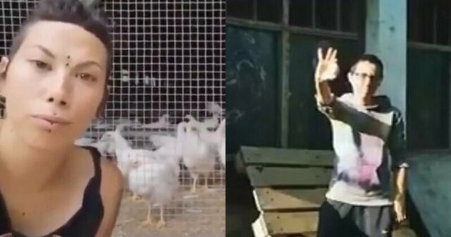 "Насилуют!": веганы заявили о недопустимости совместного содержания разнополой птицы на ферме