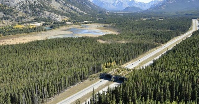 Пешеходные мосты для животных