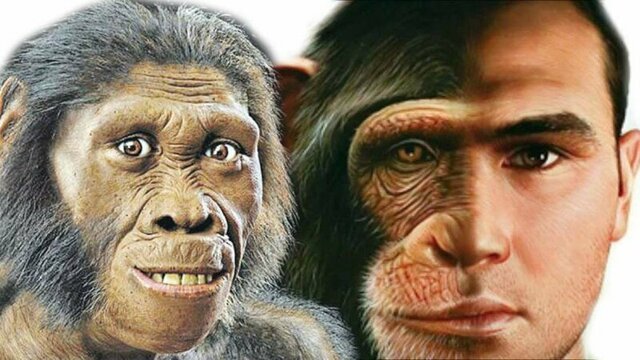 Загадки эволюции: почему не эволюционируют современные обезьяны?