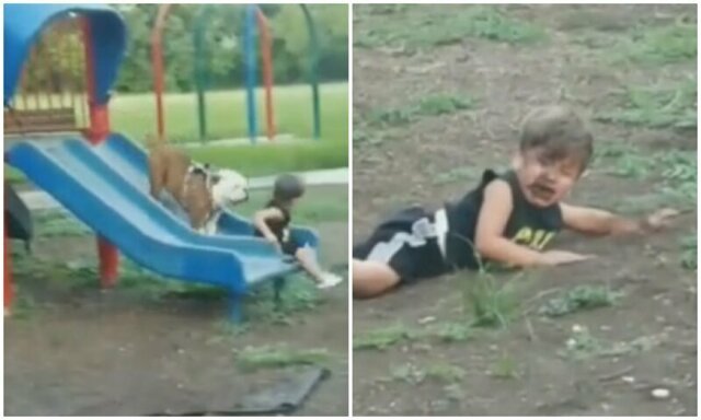 Видео: бульдог показал ребенку, что когда едешь с горки - лучше не тормозить!