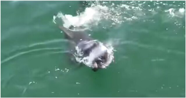 Птице удалось сбежать из пасти акулы