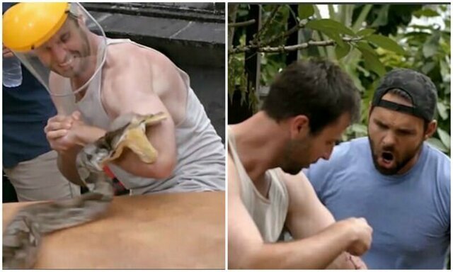 Телеведущий-экстремал испытал на себе укус огромного питона