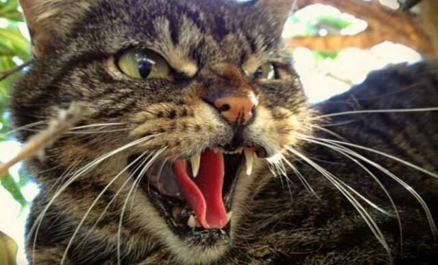 10 пород кошек с самым трудным характером