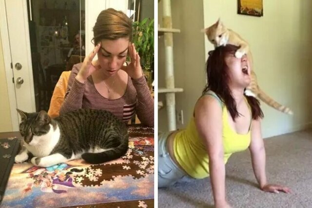 15 доказательств того, что без котов наша жизнь была бы невероятно скучной