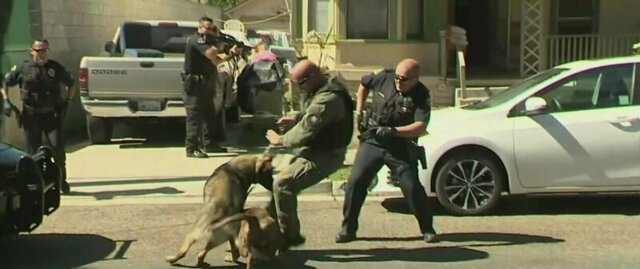 Злющий питбуль напал на служебного пса во время ареста сбежавшего подозреваемого