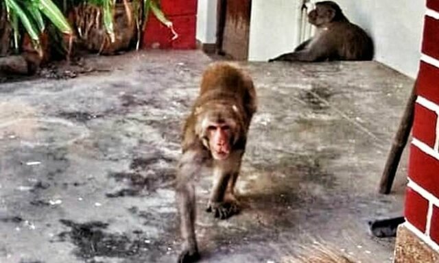 Стая обезьян-мародеров захватила индийский монастырь