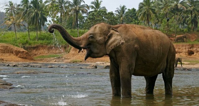 Пять тайских слонов погибли при попытке спасти тонущего слоненка