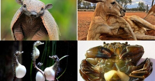 Инцесты, измены, групповуха, детский каннибализм: 20+ фактов о размножении животных