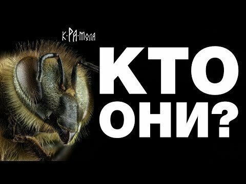 Что вы знаете о пчёлах?