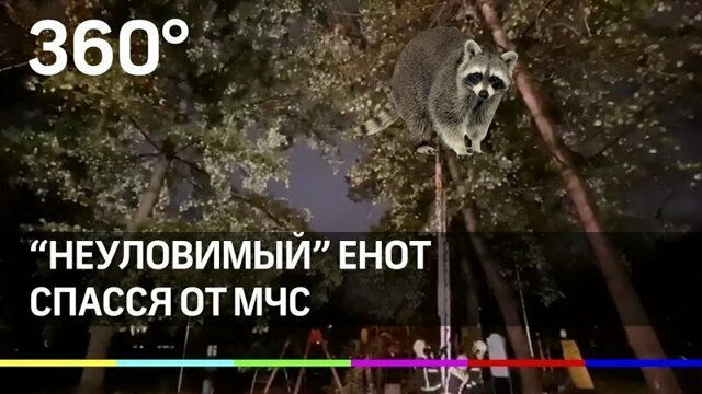 "Неуловимый" енот в Москве - несколько часов прятался от МЧС на деревьях и "победил"