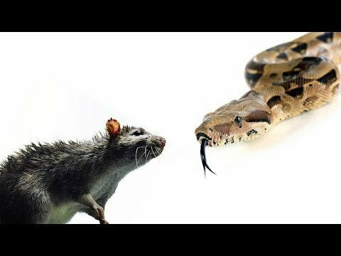 Как удав глотает крысу