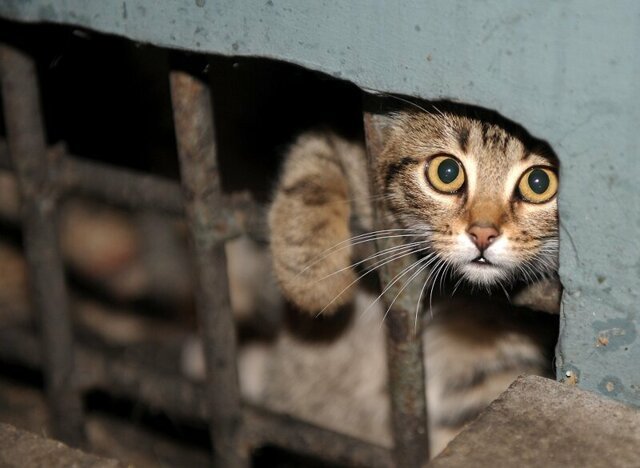 Откроет Мутко для бездомных котов подвалы российских домов
